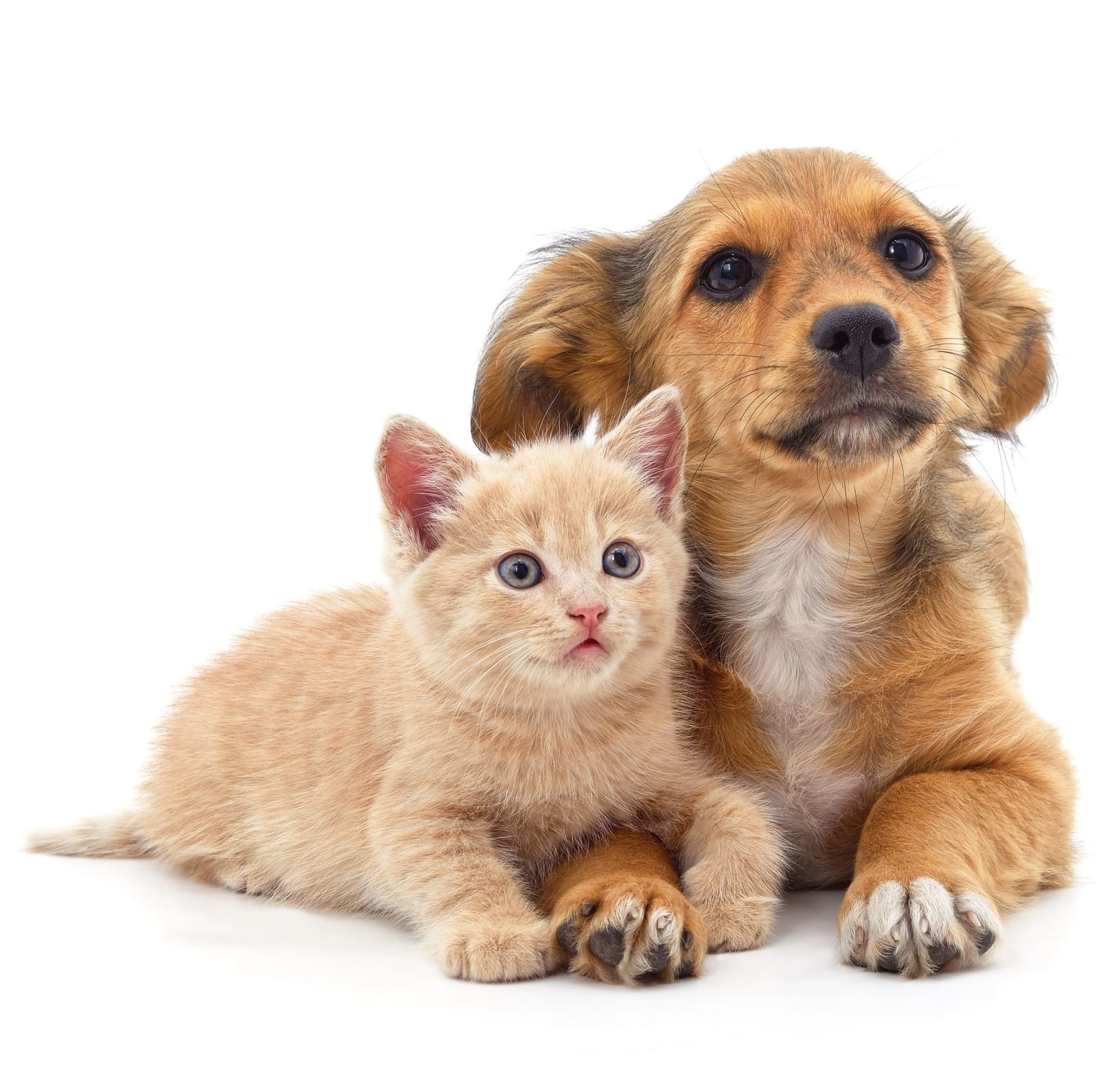 Pet Industry Designs